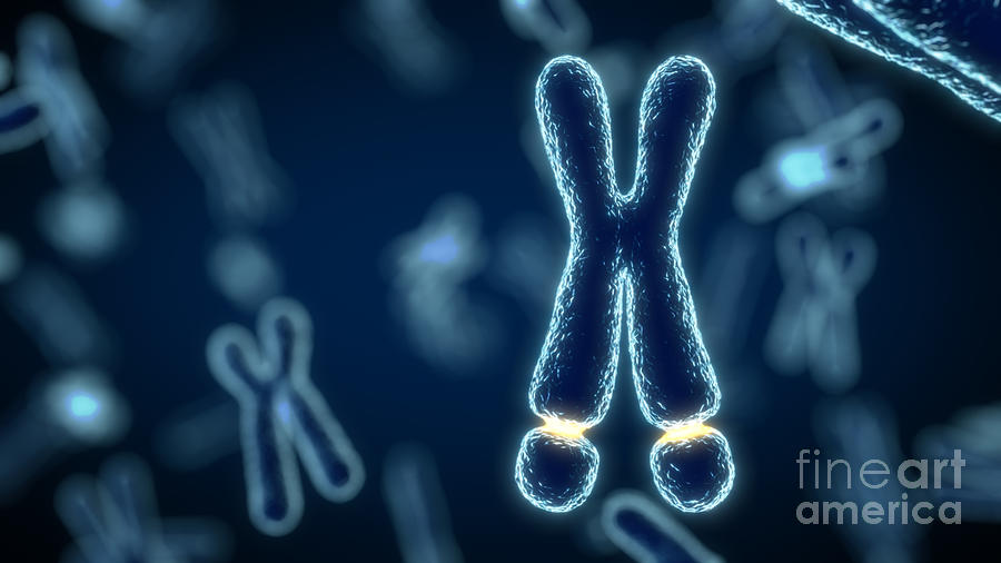 Fragile X Chromosome Photograph by Thom Leach / Science Photo Library Fine Art America
