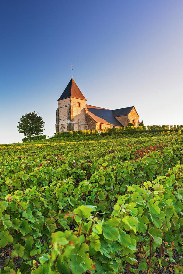 France, Grand Est, Chavot-courcourt, Vineyards Surrounding The Church #3 Digital Art by Jordan Banks