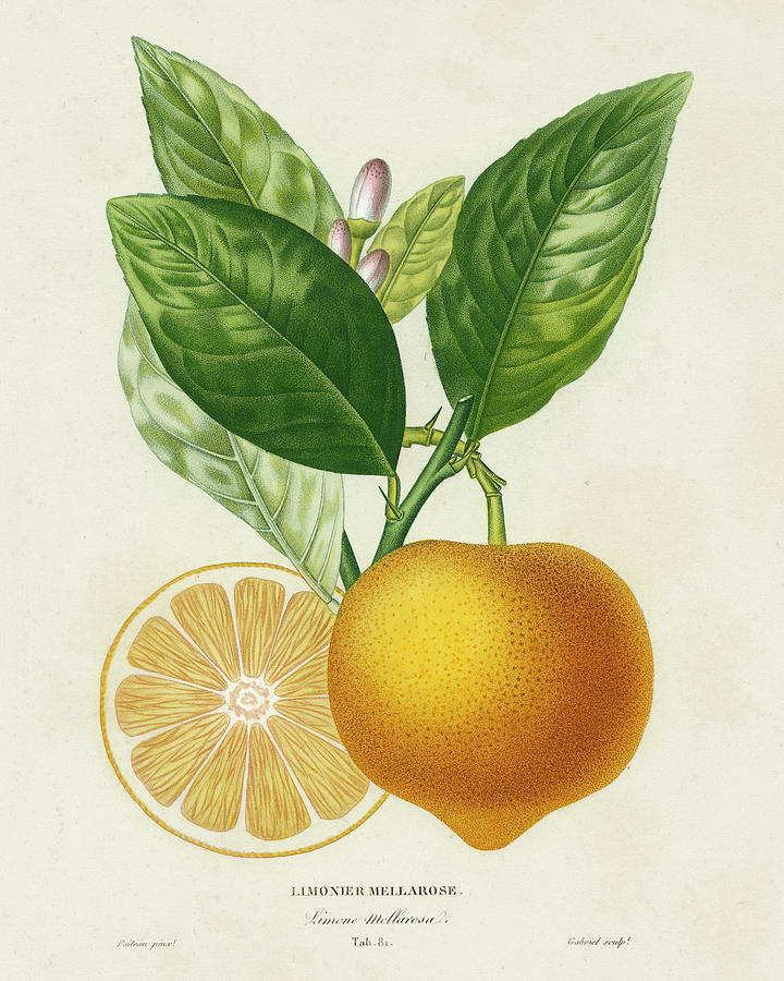 Fruit Painting - French Lemon Botanical IIi #3 by A. Risso