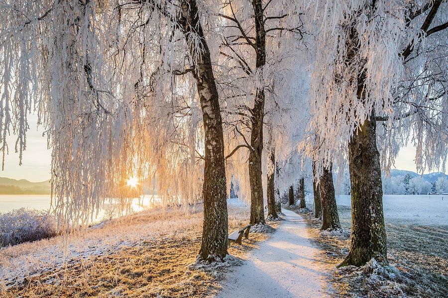 Frozen Tree-lined Path #3 Digital Art by Reinhard Schmid