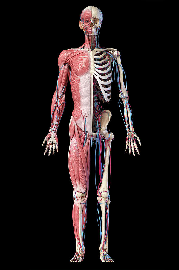 Full Body Human Skeleton With Muscles Photograph by Pixelchaos