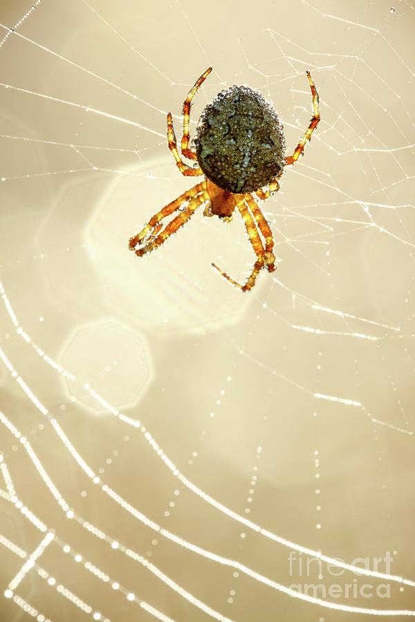 Garden Spider #3 Photograph by Heath Mcdonald/science Photo Library