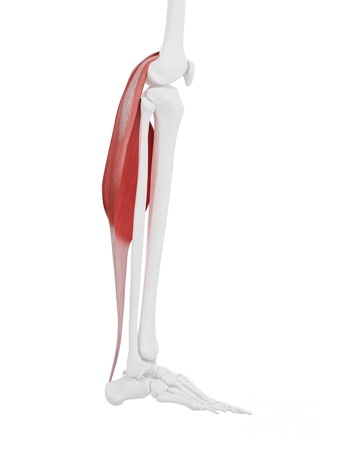 gastrocnemius muscle origin and insertion