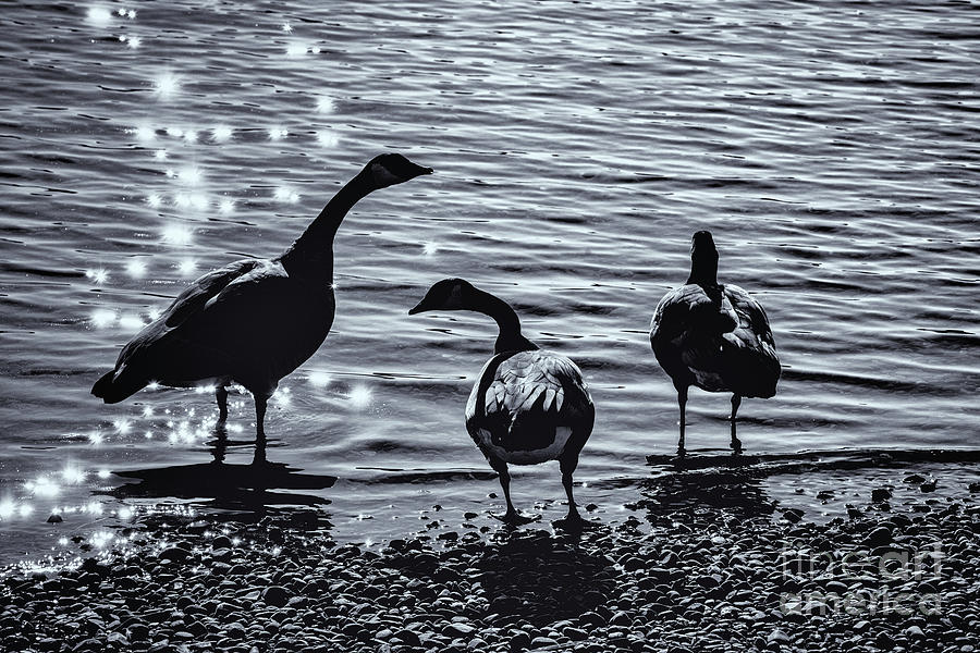 3 Geese on the Shore Photograph by Matthew Nelson