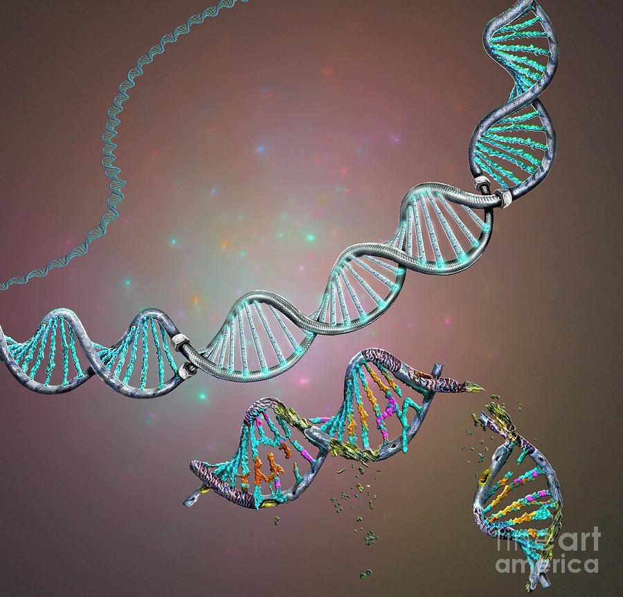 Genetic Repair Photograph By Keith Chambers/science Photo Library - Pixels