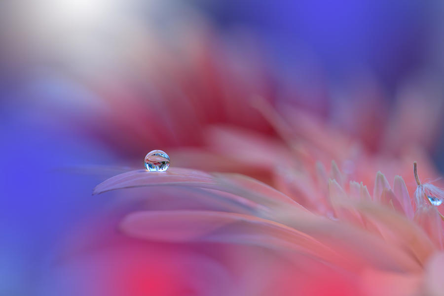 Abstract Photograph - Gentle Romantic Artistic Image. Soft #3 by Juliana Nan