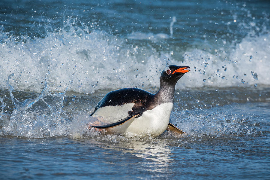 Gentoo Penguin Coming Ashore #3 Photograph by Tui De Roy