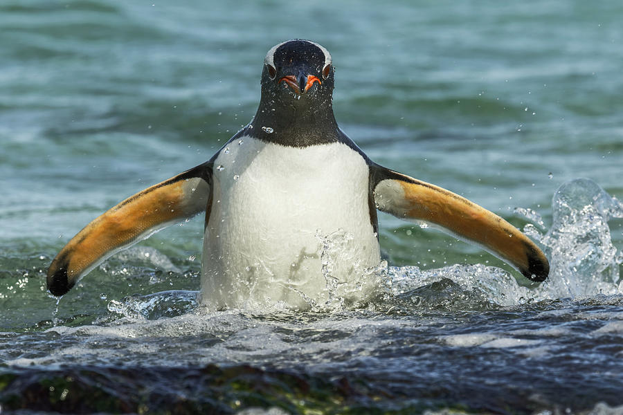 Adam Jones Photograph - Gentoo Penguin In Surf, Falkland Islands by Adam Jones Adam Jones Photograph - Gentoo Penguin In Surf, Falkland Islands by Adam Jones