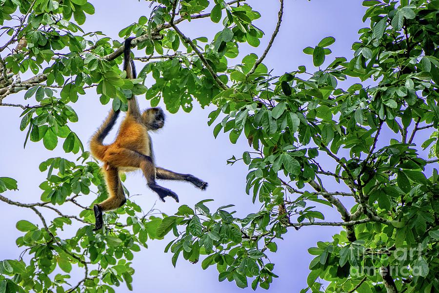 Geoffroys Spider Monkey #3 Photograph by Photostock-israel/science Photo Library