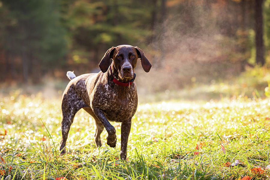 Mountain Photograph - German Shorthaired Pointer Hunting With Steam Rising On Cold Morning #3 by Cavan Images