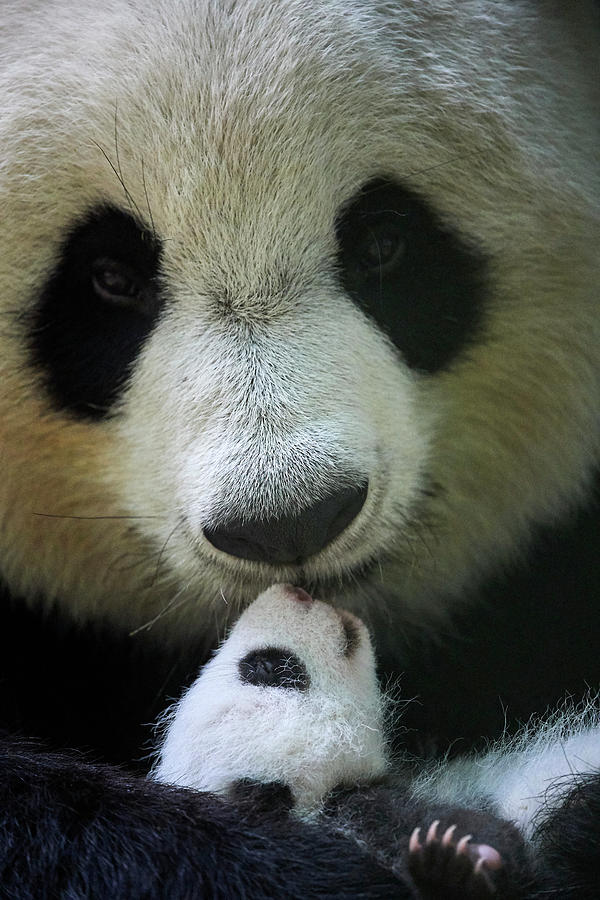 Giant Panda Female, Holding Cub, Beauval Zoopark, France Photograph by ...