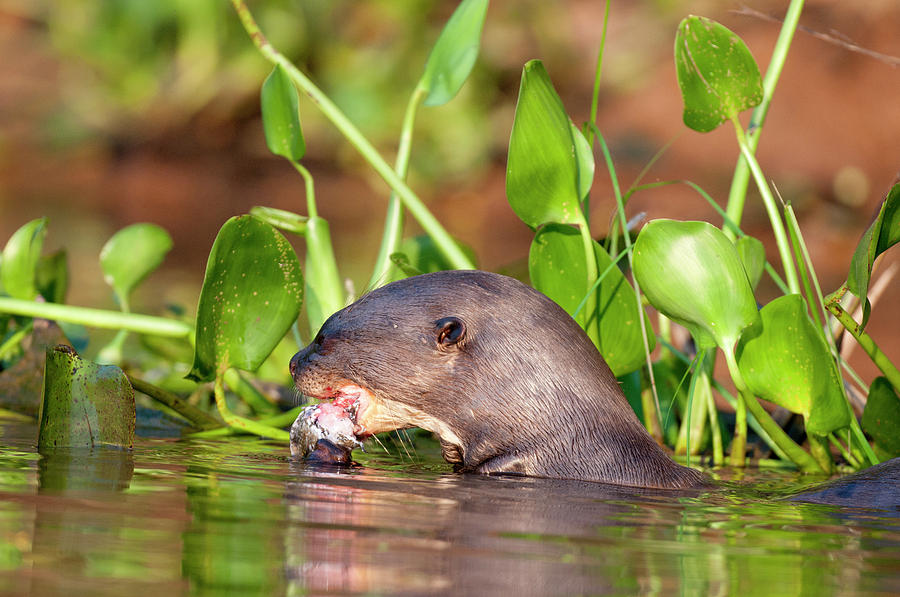 Giant River Otter Photograph by William Mullins - Fine Art America