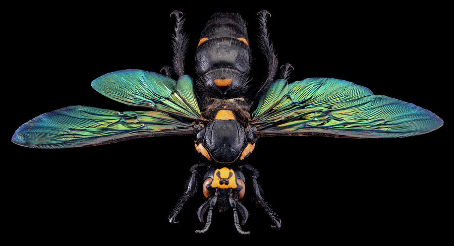 Giant Wasp Megascolia Procer Javanensis #3 Photograph by Phil DEGGINGER