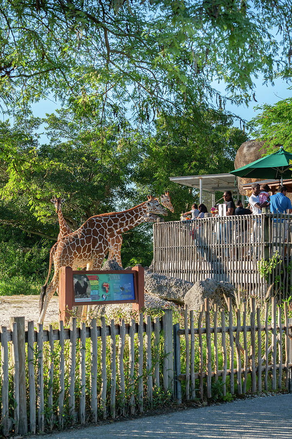 Giraffe At Miami Zoo, Florida #3 Digital Art by Laura Zeid