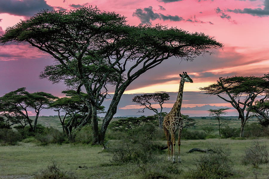 Giraffe #3 Photograph by Giuseppe Damico
