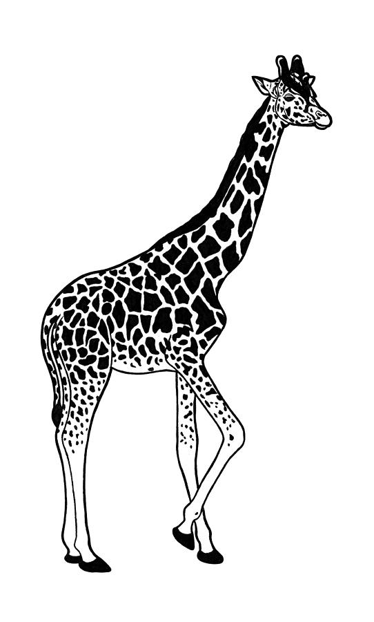 Giraffe - ink illustration #4 Drawing by Loren Dowding