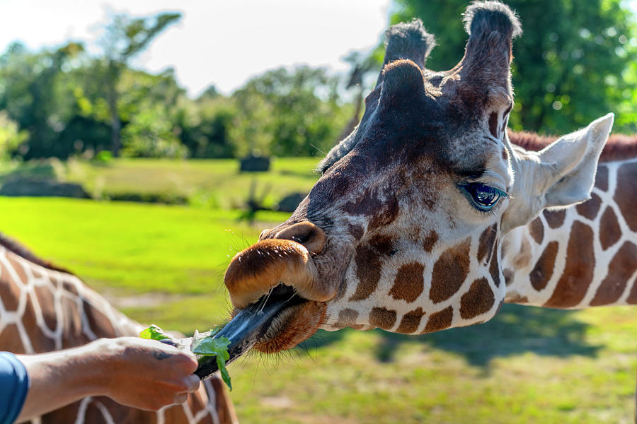 Giraffe, Miami Zoo, Florida Digital Art by Laura Zeid - Fine Art America