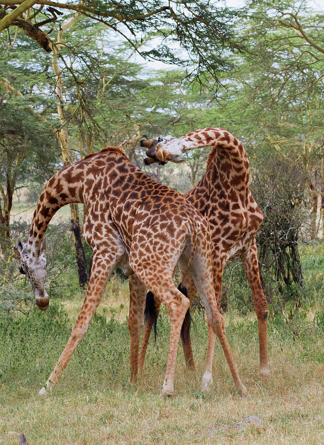 Giraffes Fighting #3 Photograph by Ivan Kuzmin