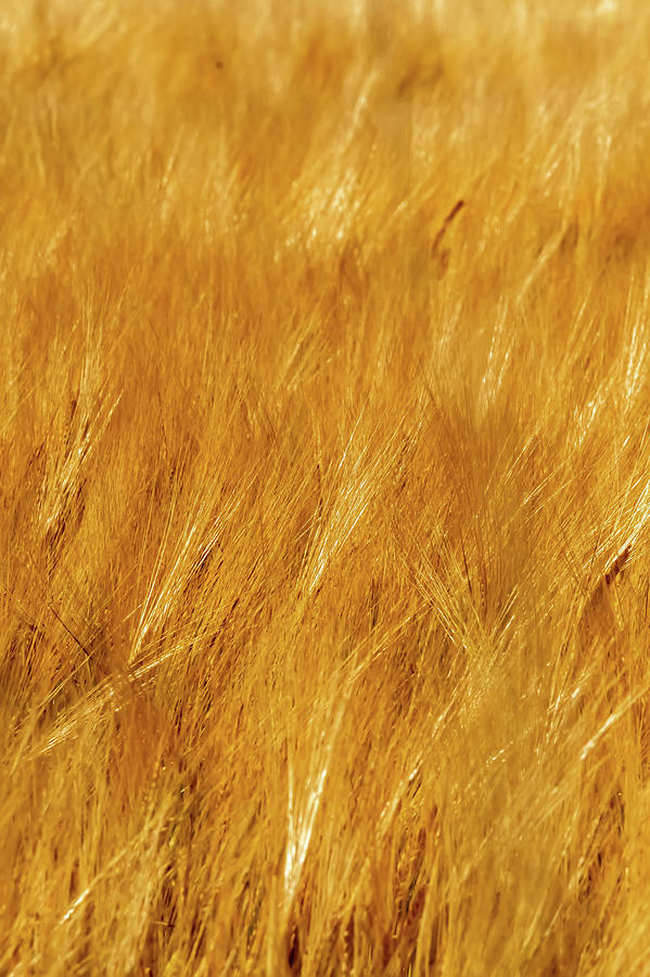 Golden Wheat Fields On Sunny Day In Wyoming #3 Photograph by Alex Grichenko