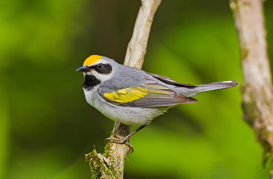 Golden-winged Warbler Photograph by James Zipp - Fine Art America