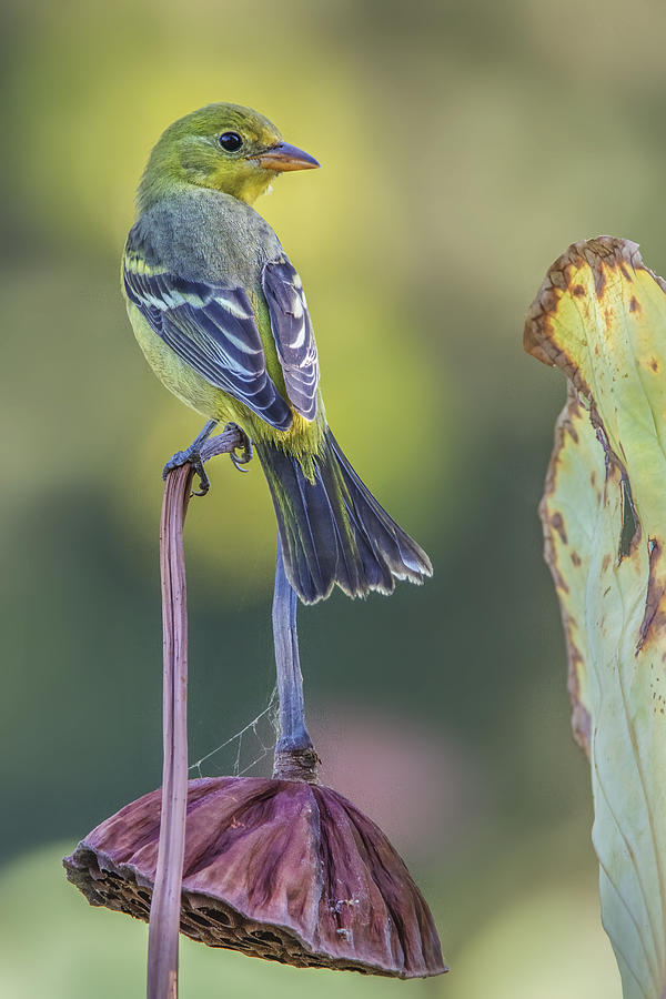 Wildlife Photograph - Goldfinch #3 by Wei Liu