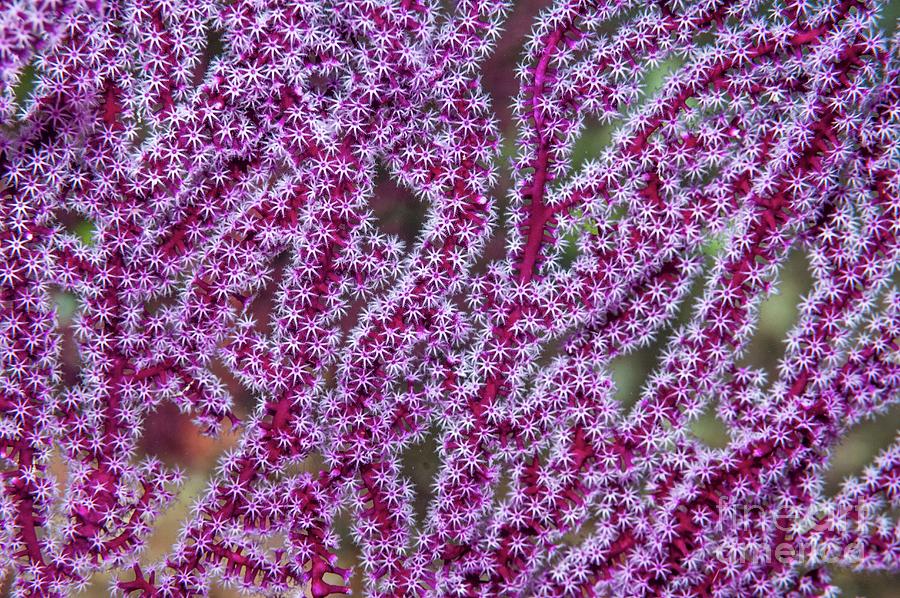Gorgonian Polyps #3 Photograph by Georgette Douwma/science Photo Library