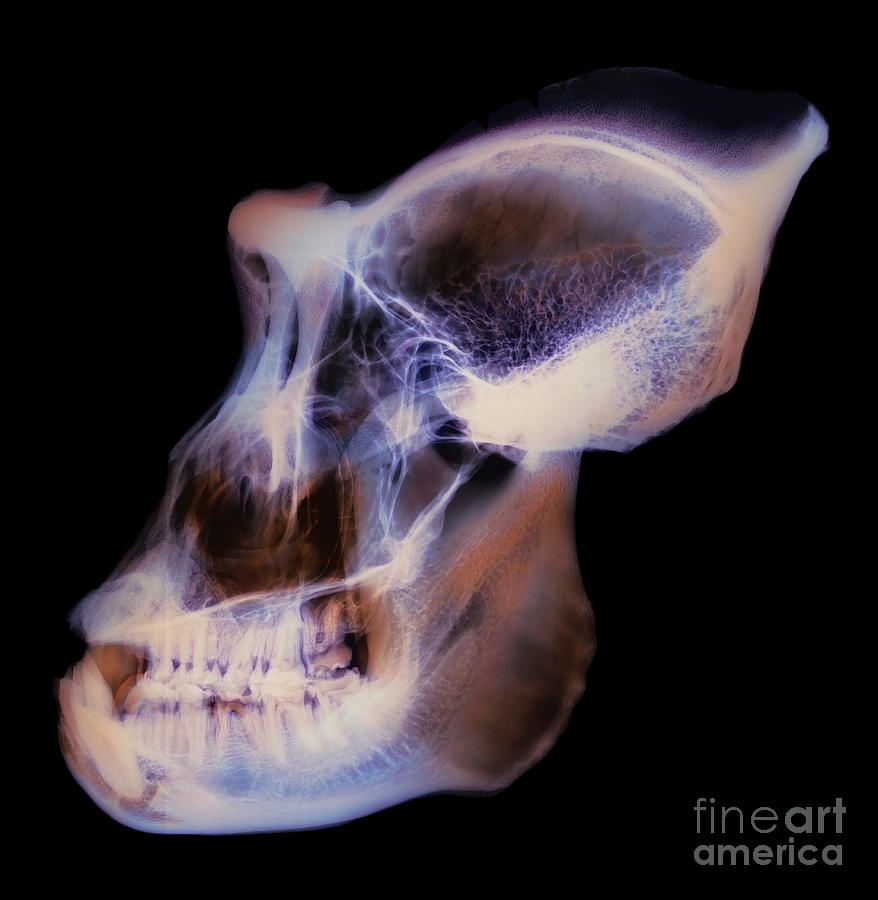 Gorilla Skull #3 Photograph by D. Roberts/science Photo Library