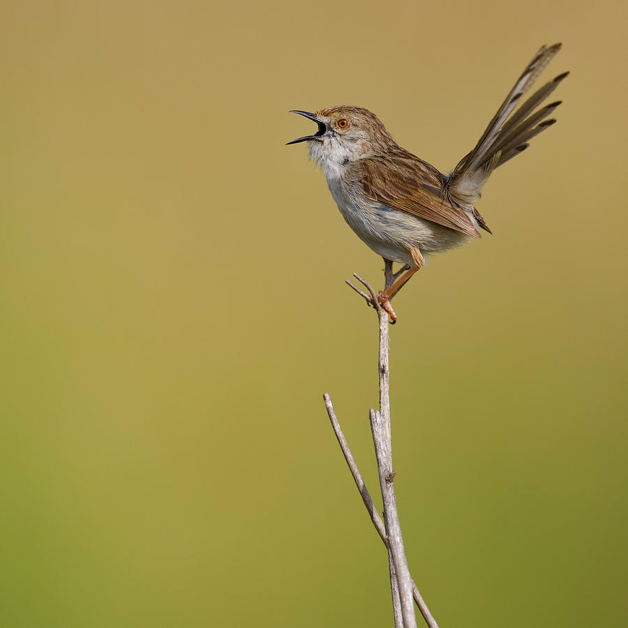 Graceful Prinia Photograph by David Manusevich - Fine Art America