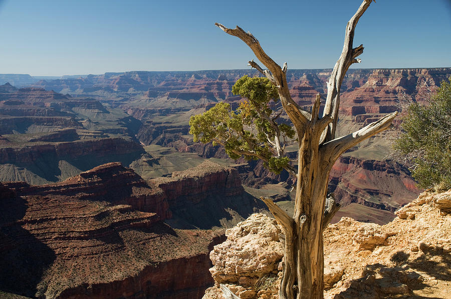 Grand Canyon Beauty #3 Photograph by Mitch Diamond