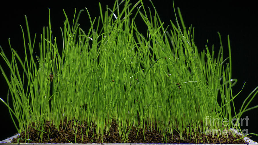 Grass Growing In Pot #3 Photograph by Wladimir Bulgar/science Photo Library