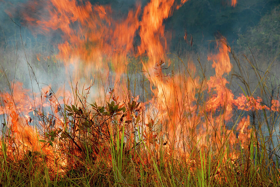 Grassland Fire, Lopé National Park, Ecosystem #3 Photograph by Enrique ...