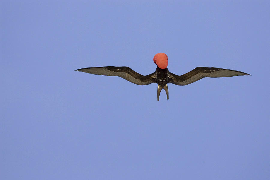 Great Frigatebird #3 Photograph by David Hosking