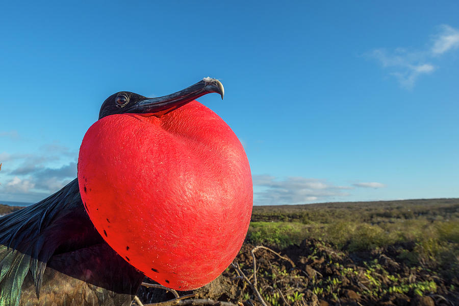 Great Frigatebird Male Displaying #3 Photograph by Tui De Roy