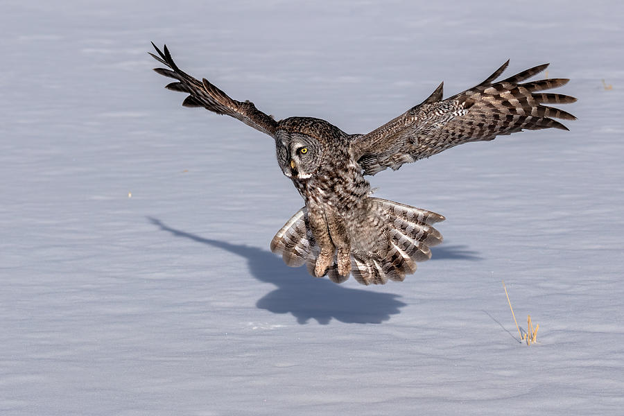 Great Grey Owl #3 Photograph by Jun Zuo