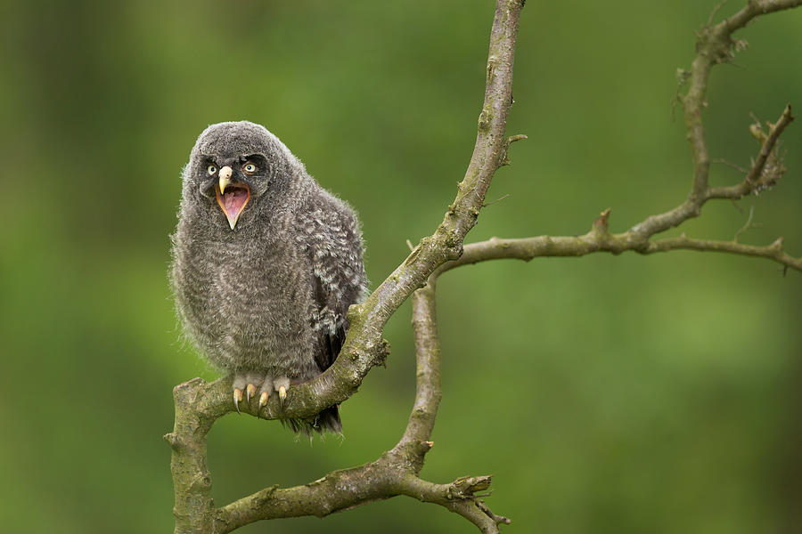 Wildlife Photograph - Great Grey Owl #3 by Milan Zygmunt