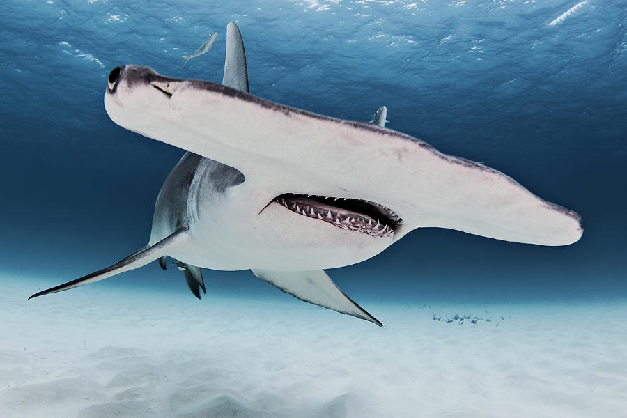 Great Hammerhead Shark, Underwater View Digital Art by Ken Kiefer 2 ...