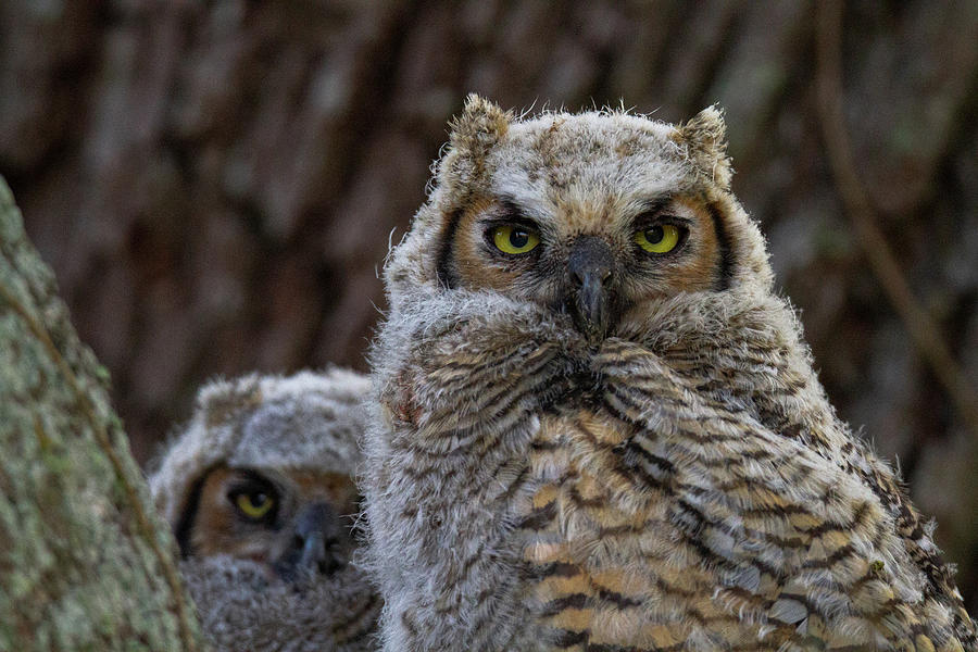 Great Horned Owlets 11 Photograph By Andres Pena - Fine Art America