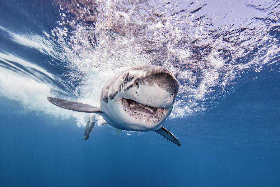 Great White Shark Digital Art - Great White Shark, Guadalupe, Mexico #3 by Ken Kiefer 2