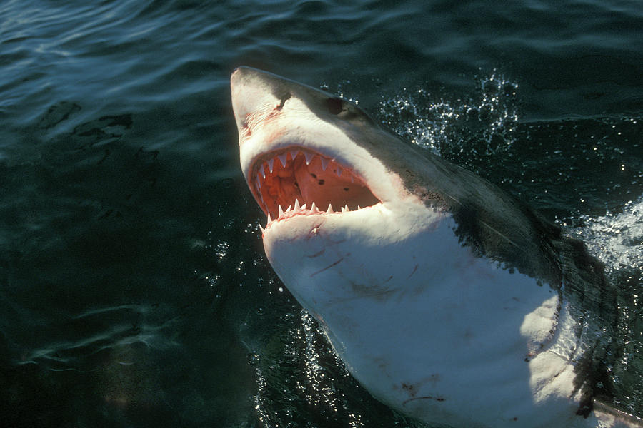 Great White Shark, South Africa Photograph by Stuart Westmorland - Pixels