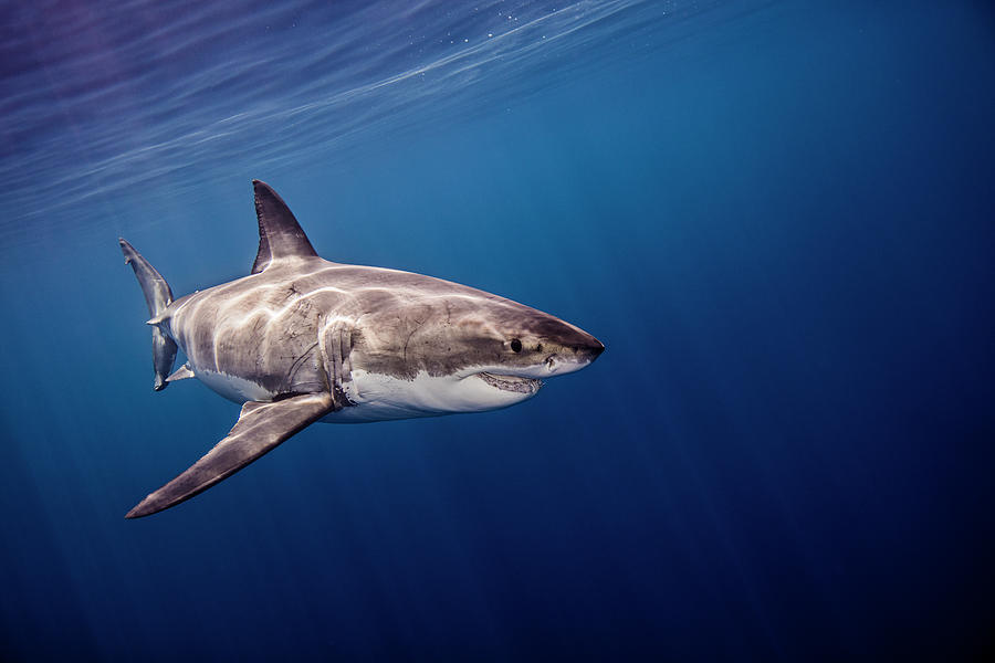 Great White Shark Digital Art - Great White Shark, Underwater View #3 by Ken Kiefer 2