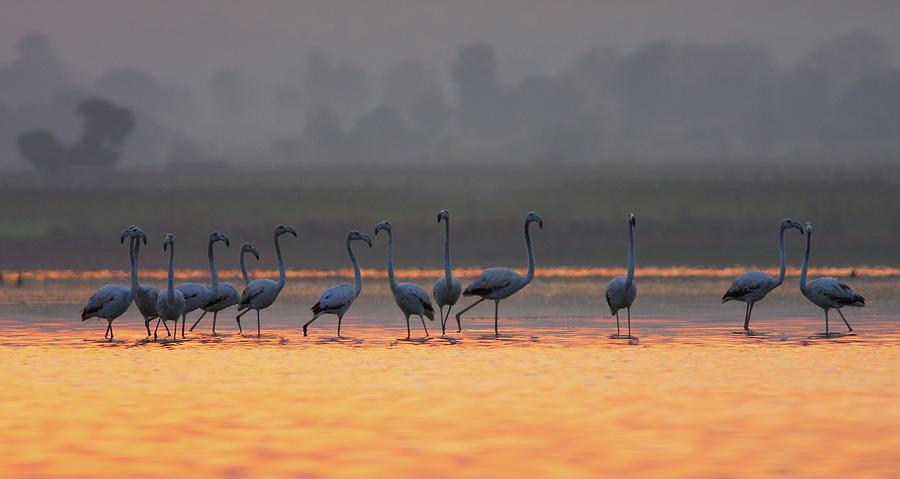 Greater Flamingo #3 Photograph by Zahoor Salmi