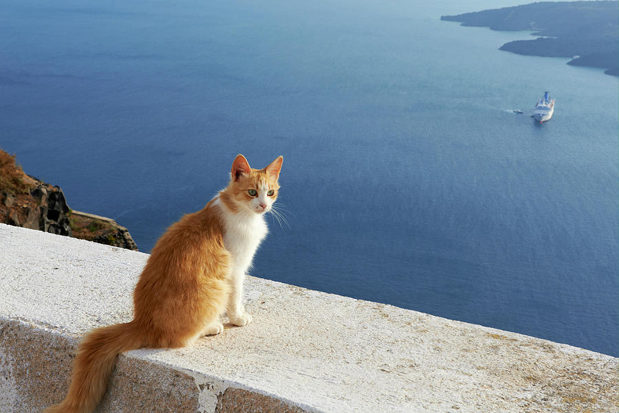 Greece, Santorini, Street Cat #3 Digital Art by Bruno Morandi