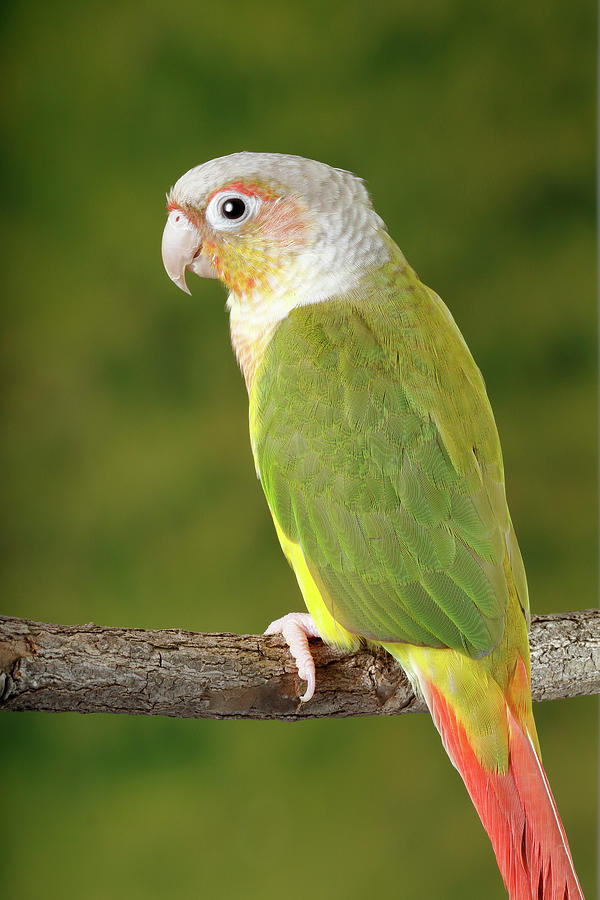 Green-cheeked Conure #3 Photograph by David Kenny