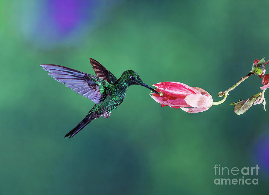 Green-crowned Brilliant Hummingbird Feeding From A Flower #3 Photograph by Dr P. Marazzi/science Photo Library