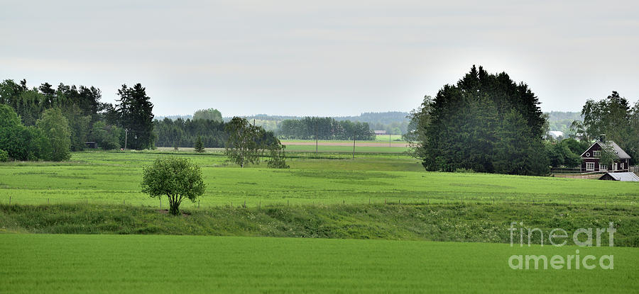 Summer Photograph - Green landscape #3 by Esko Lindell