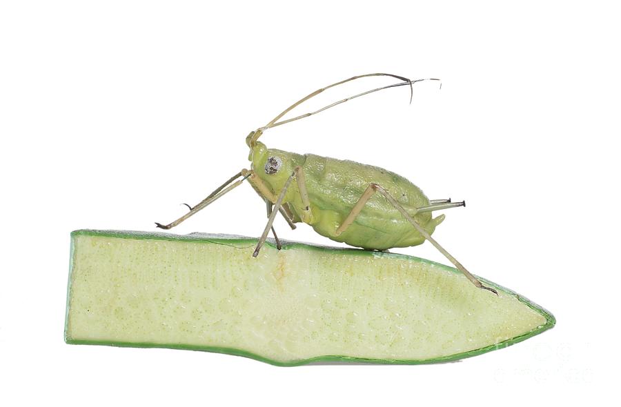 Wildlife Photograph - Green Peach Aphid Wax Model #3 by Natural History Museum, London/science Photo Library