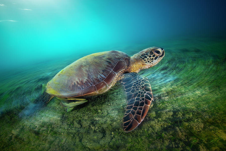 Turtle Photograph - Green Turtle #3 by Barathieu Gabriel