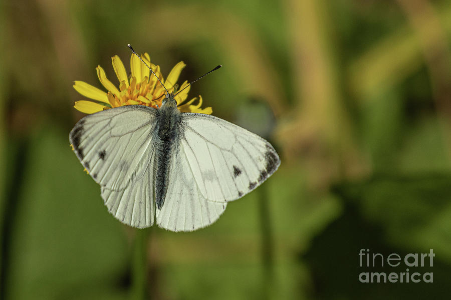 Green Veined White by Brian Roscorla Green Veined White by Brian Roscorla