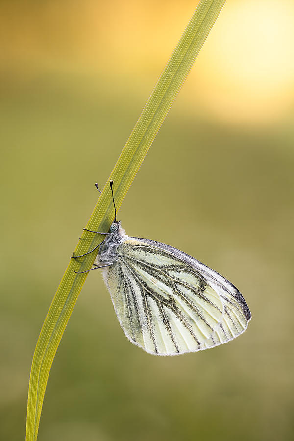Green-veined White #3 Photograph by Magnus Renmyr
