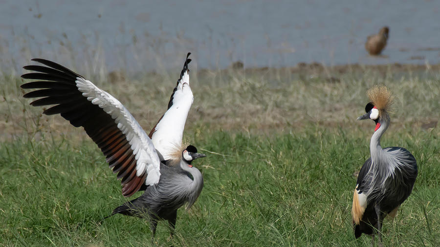 Grey Crowned Cranes Courtship #3 Photograph by Patrick Nowotny